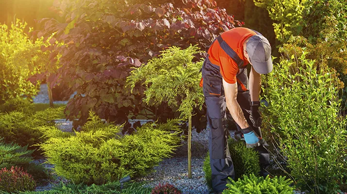 Garten und Landschaftsreinigung